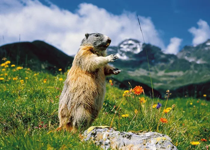 Διαμέρισμα Haus *